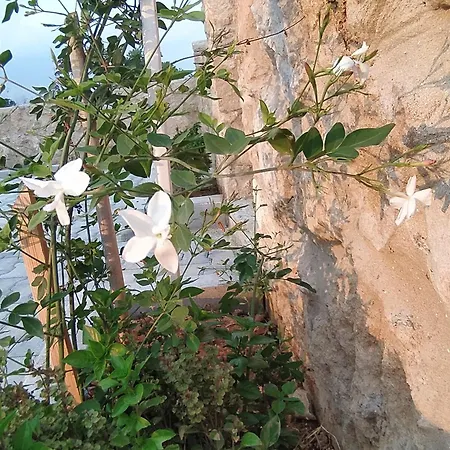 Ayfilon Butik Itel Agia Trias
